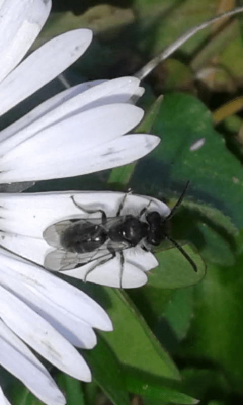 Apidae Andreninae?  S, Andrena (Micrandrena) sp.
